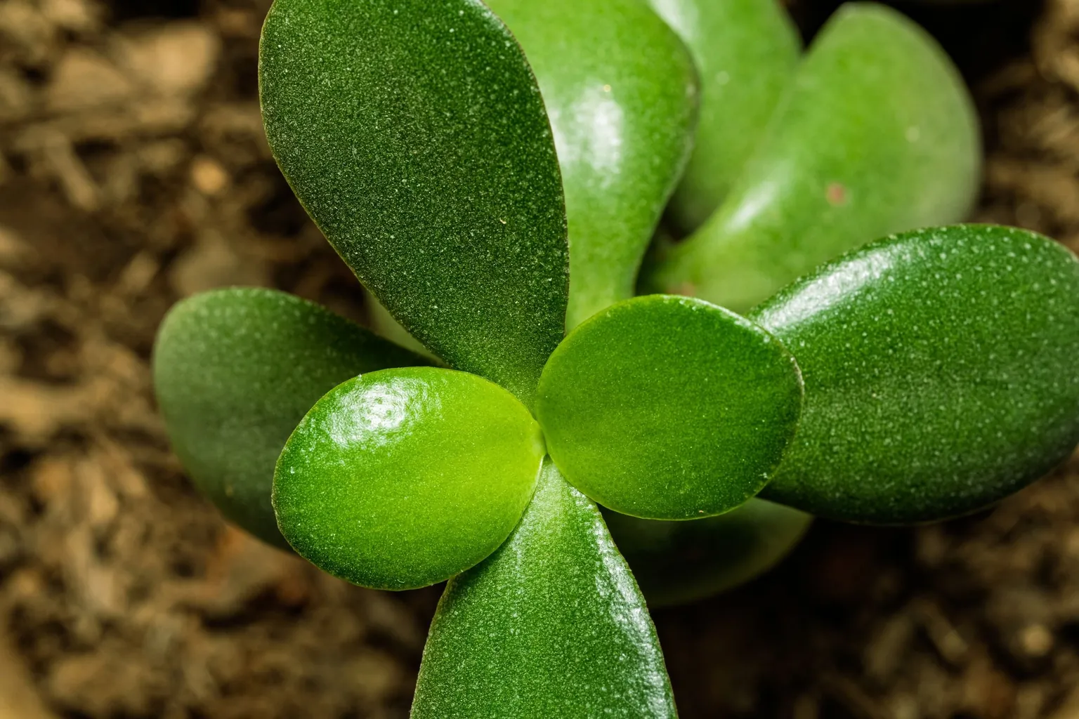 Jeunes feuilles charnues et arrondies d'un arbre de jade vues du dessus, au-dessus du terreau