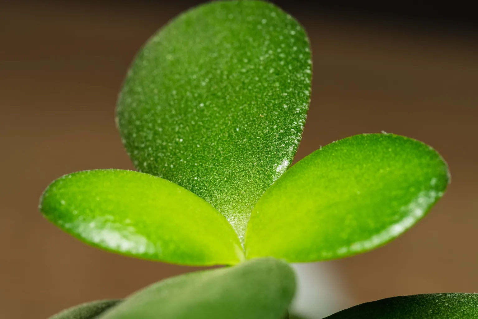 Gros plan sur trois jeunes feuilles vert tendre d'un arbre de jade, couvertes de fins points clairs