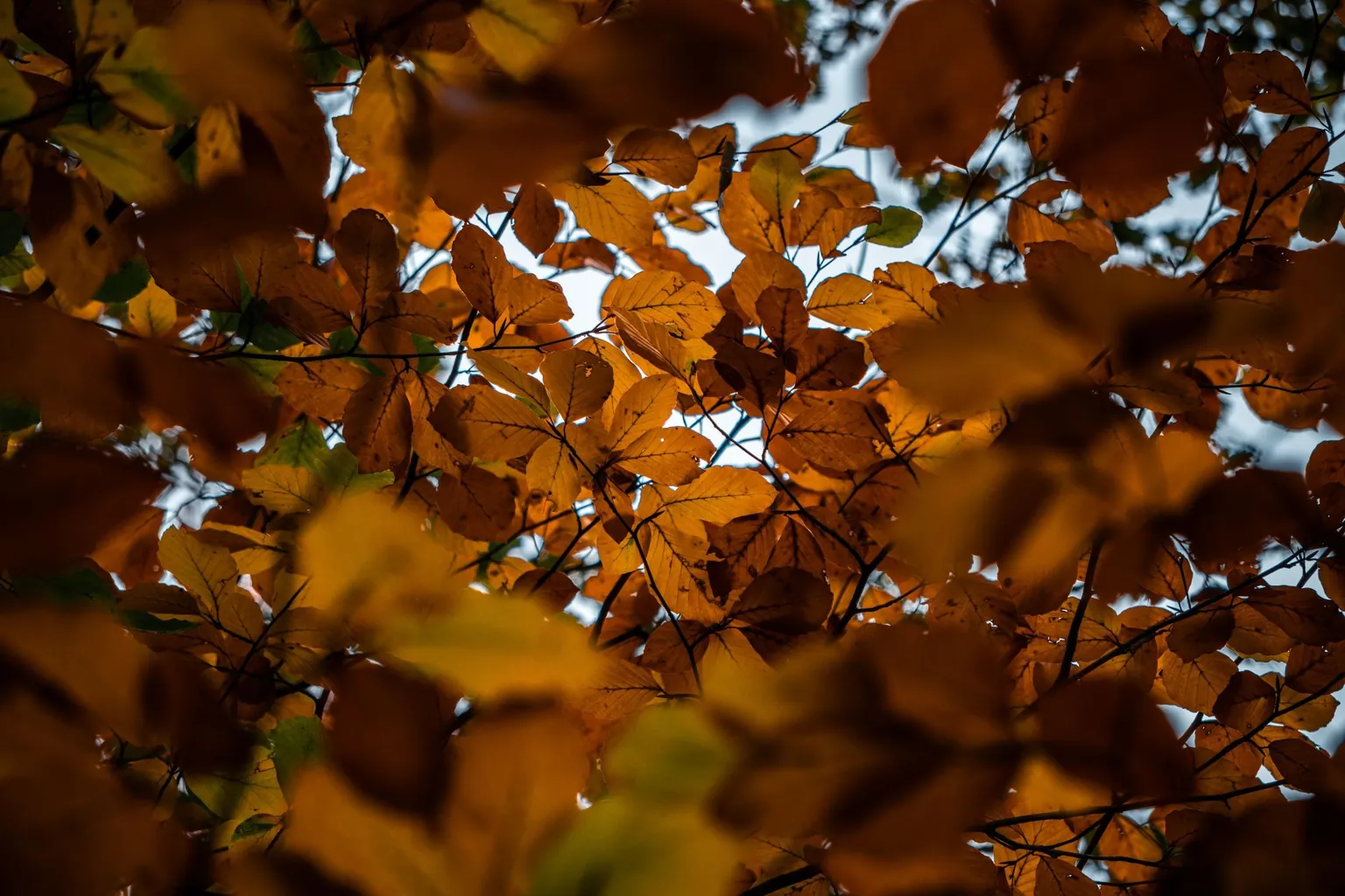 Feuillage d'automne orangé dans les branches d'un arbre, vu par en dessous