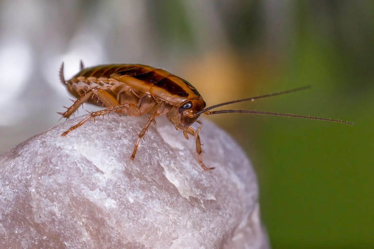 Blatte brune aux longues antennes posée sur une pierre claire, vue en macro