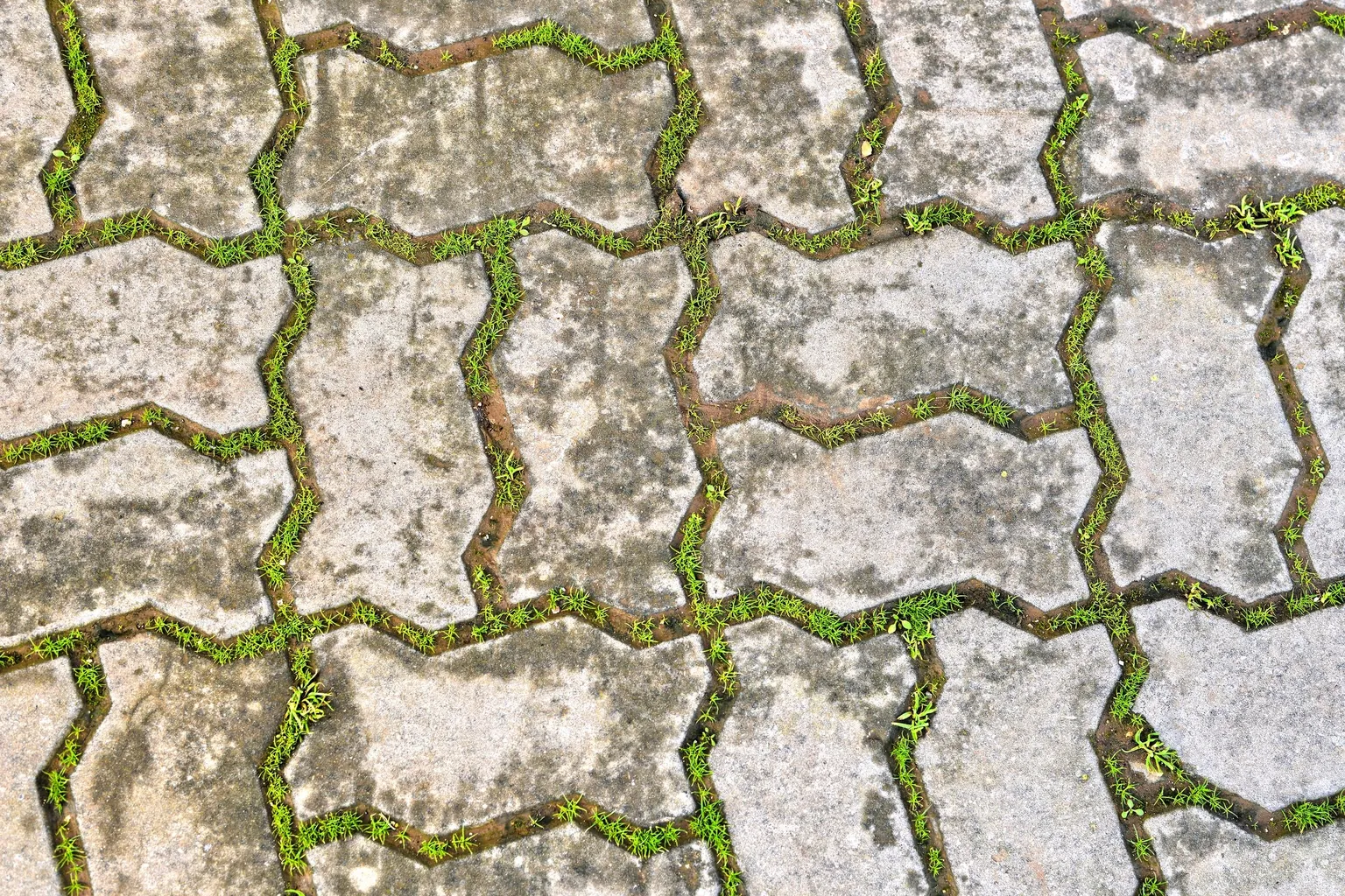 Pavés autobloquants en béton dont les joints sont envahis de petites herbes