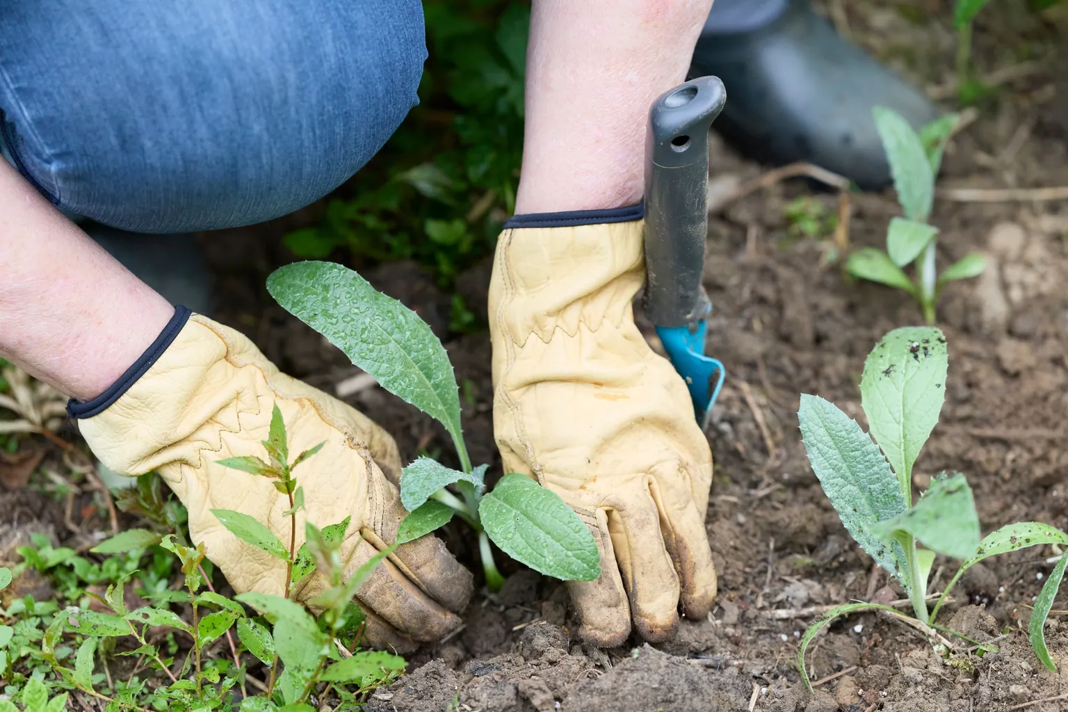 Mains en gants de cuir et petit outil de jardin au milieu de jeunes plantes dans une terre fraîchement travaillée