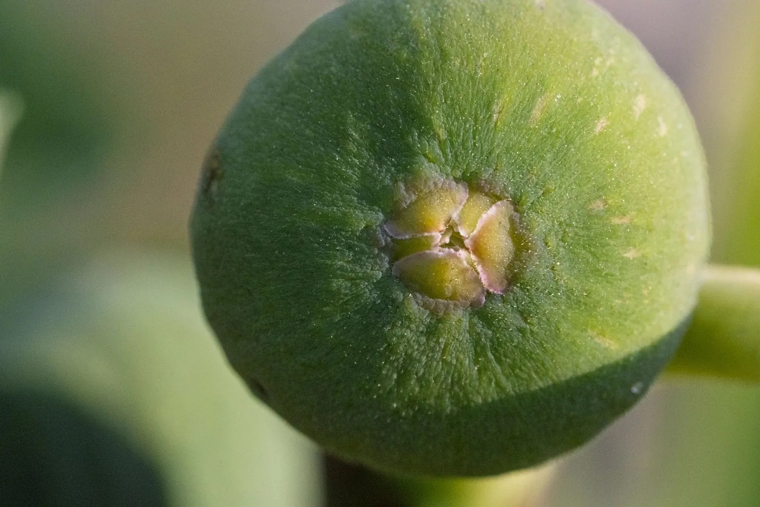 Gros plan sur une figue verte encore immature sur l'arbre, ostiole entrouvert à son sommet