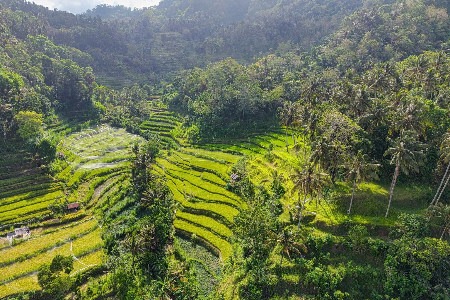 Vue aérienne de rizières en terrasses entourées de cocotiers et de forêt tropicale, à Bali