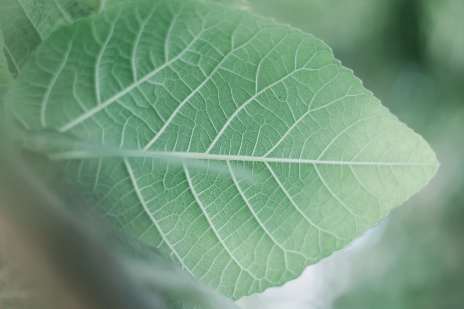 Grande feuille verte aux nervures très marquées, vue de près