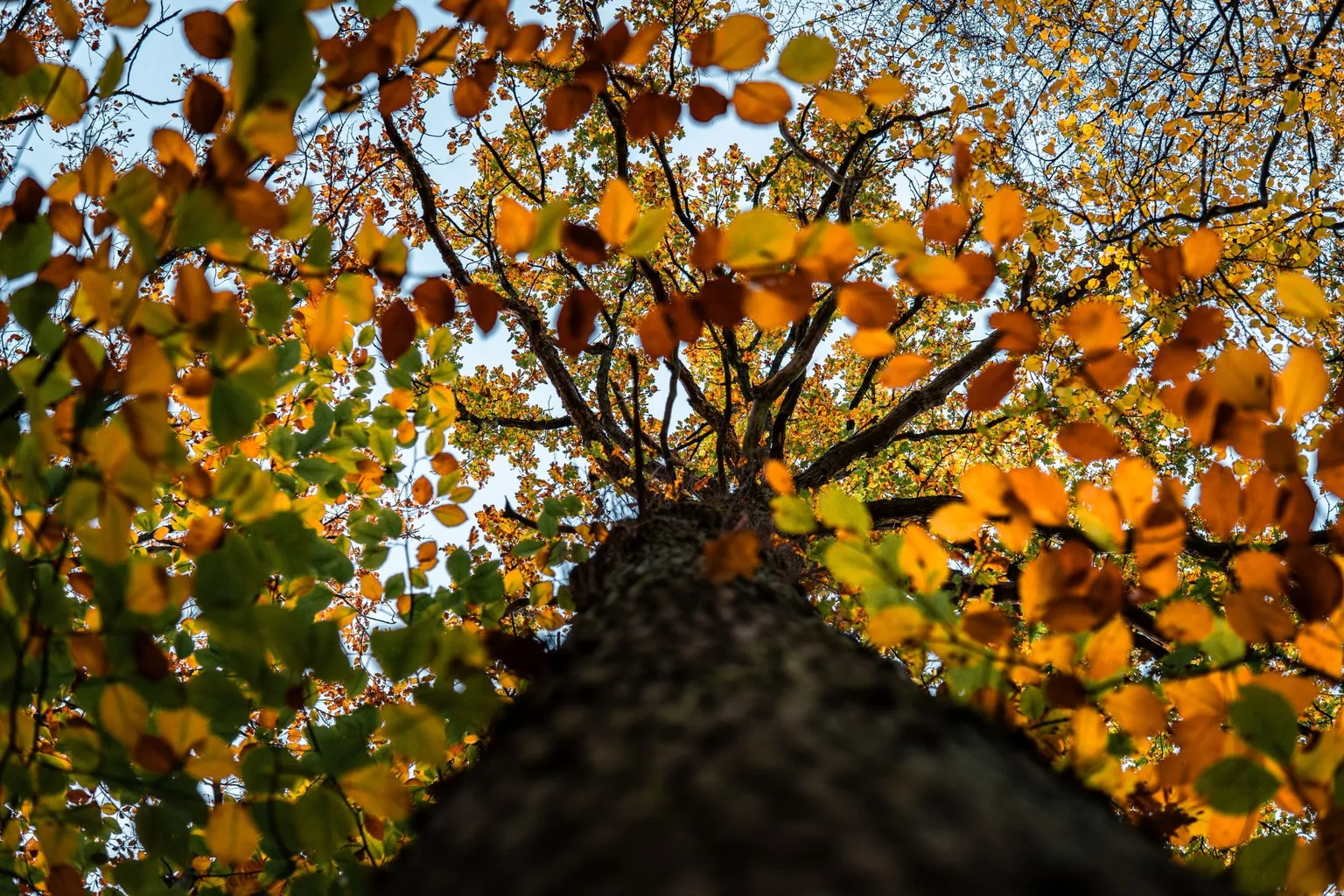 Tronc d'un grand arbre feuillu vu d'en bas, sous une couronne de feuilles d'automne jaunes et orangées