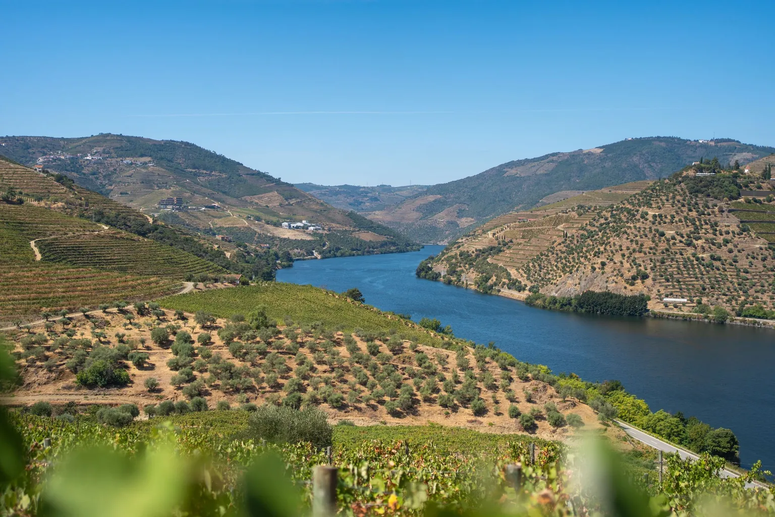 Fleuve encaissé entre des coteaux de vignes en terrasses et d'oliviers sous un ciel bleu